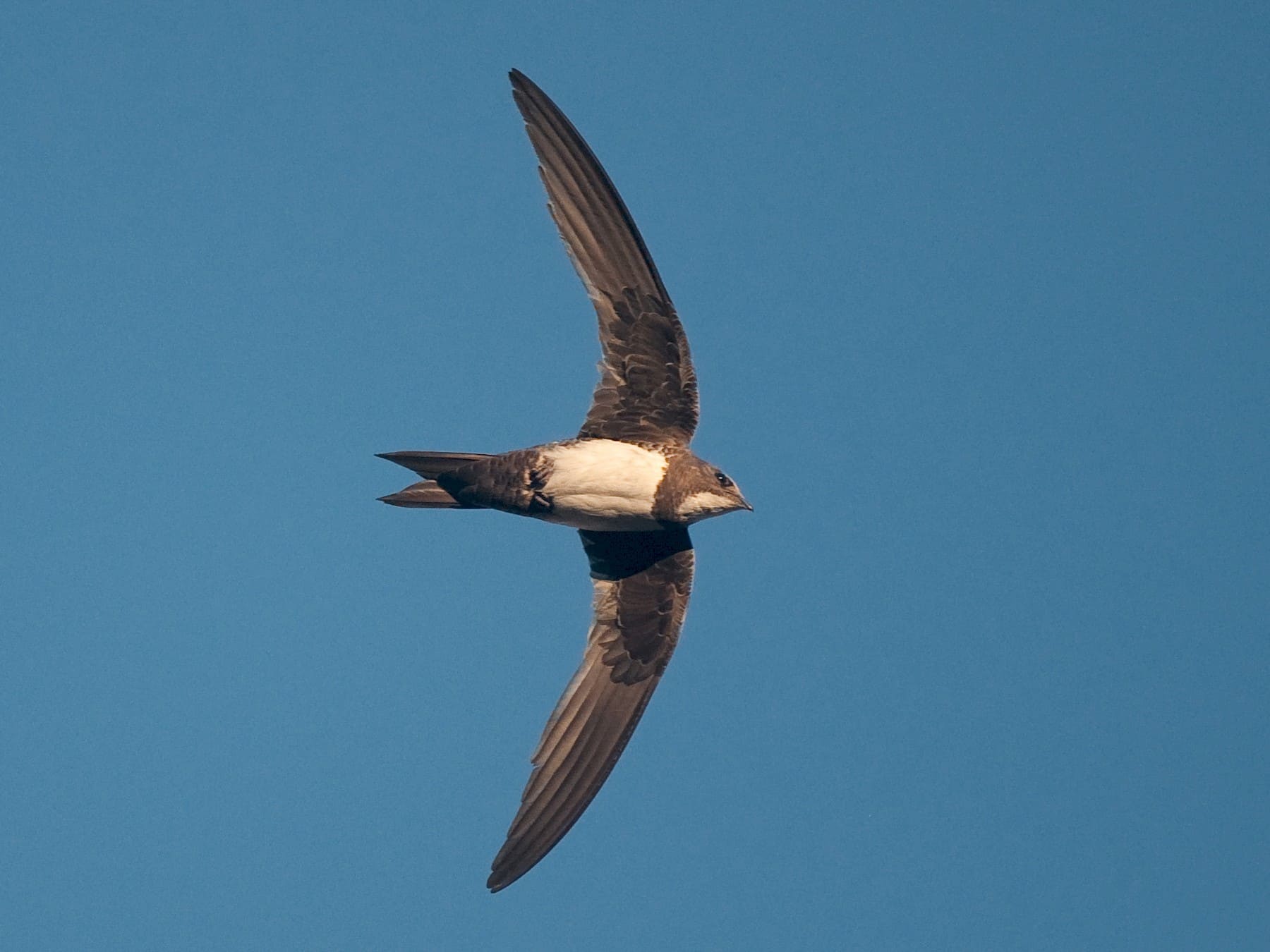 Alpine Swift